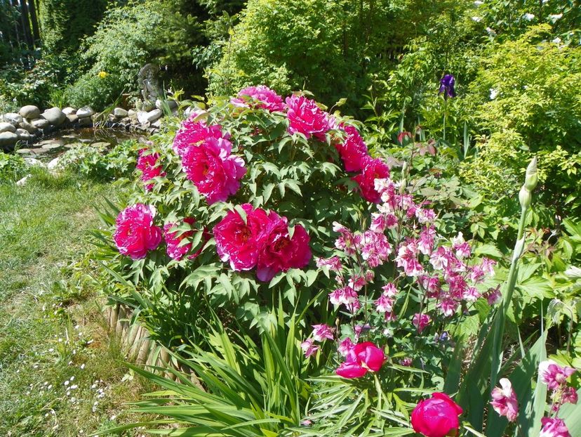 03 MAI (122) - Gradina 2018