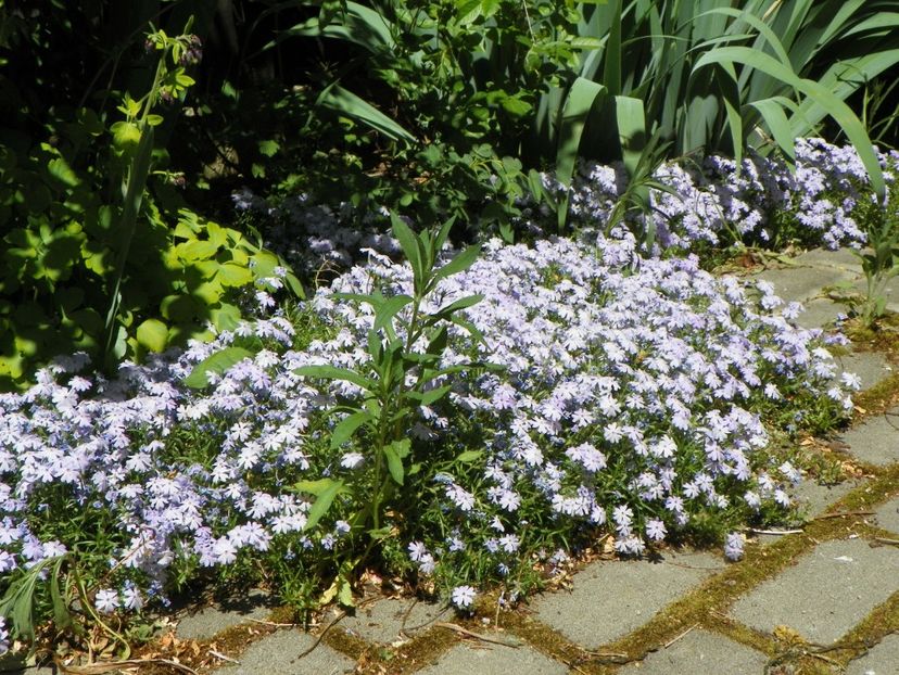 03 MAI (87) - Phlox 2018