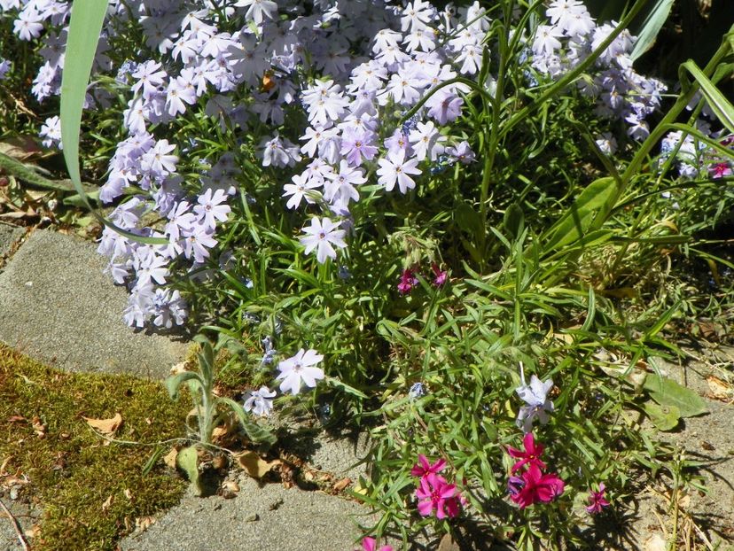 03 MAI (88) - Phlox 2018