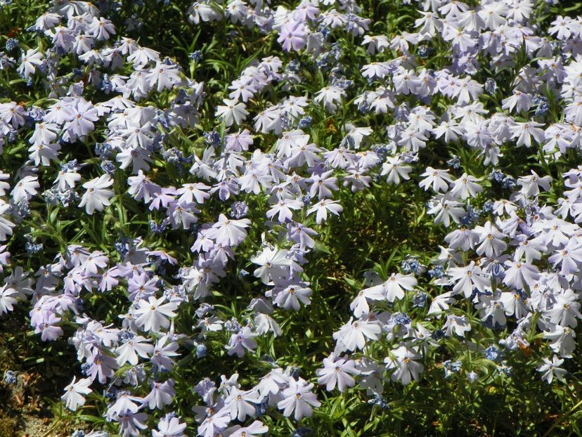 03 MAI (89) - Phlox 2018
