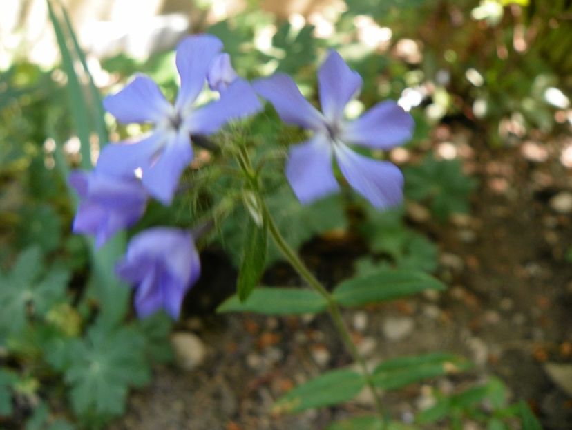 03 MAI (143) - Phlox 2018