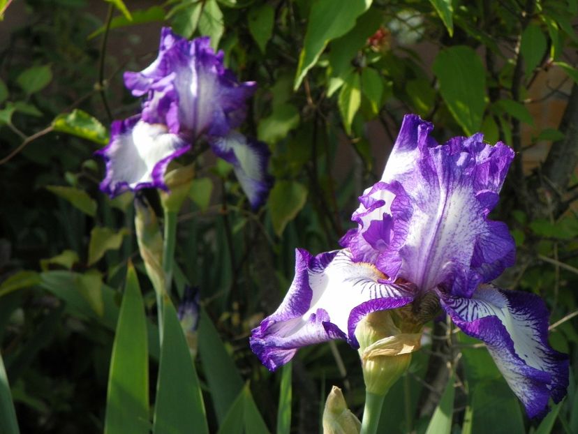 03 MAI (39) - Irisi 2018