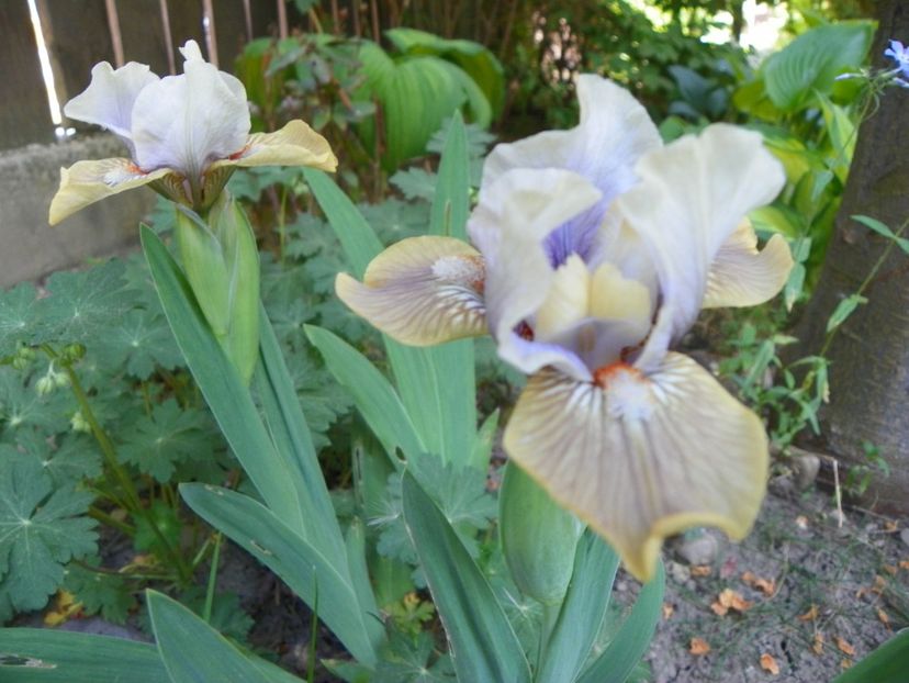 03 MAI (51) - Irisi 2018