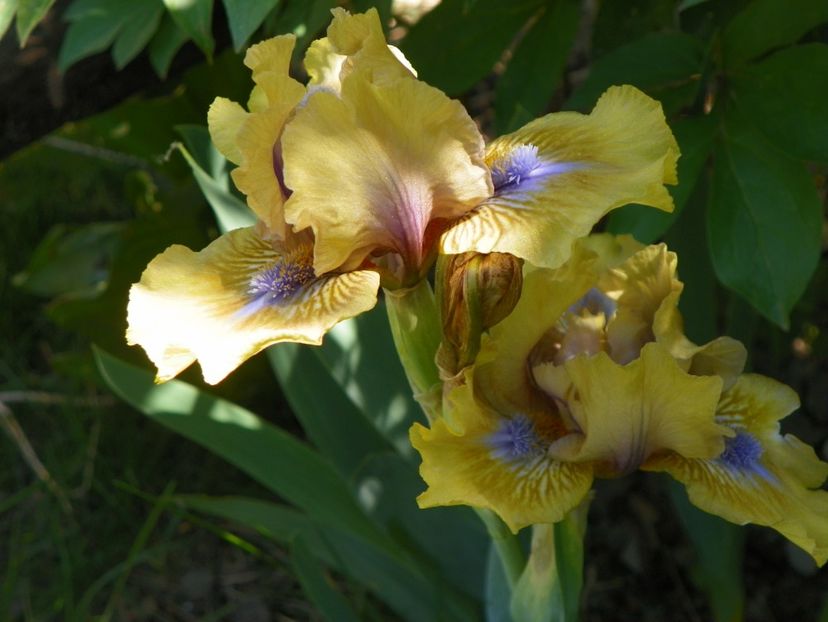 03 MAI (60) - Irisi 2018