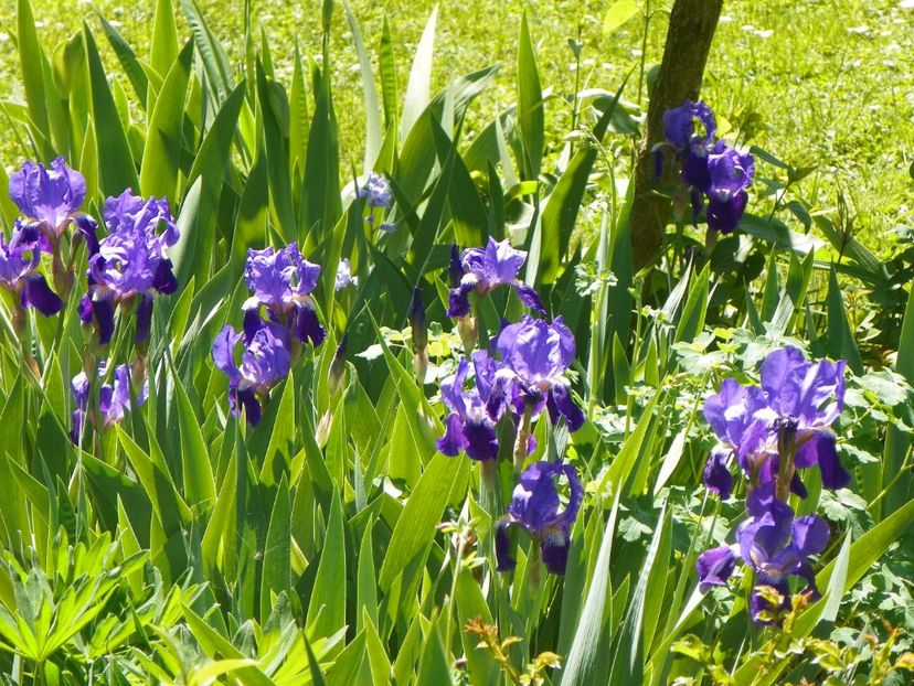 03 MAI (62) - Irisi 2018