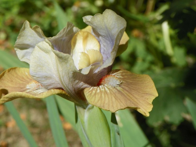 03 MAI (102) - Irisi 2018