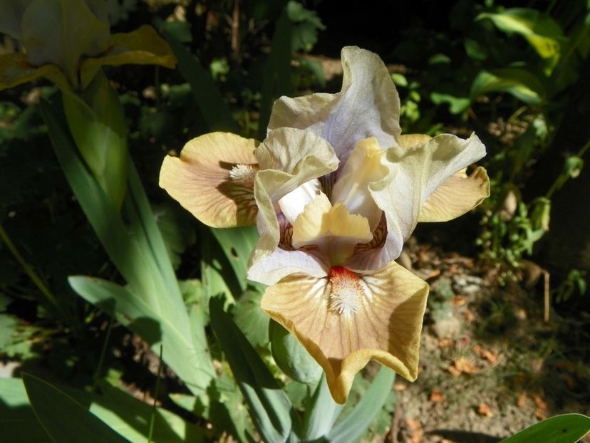 03 MAI (103) - Irisi 2018