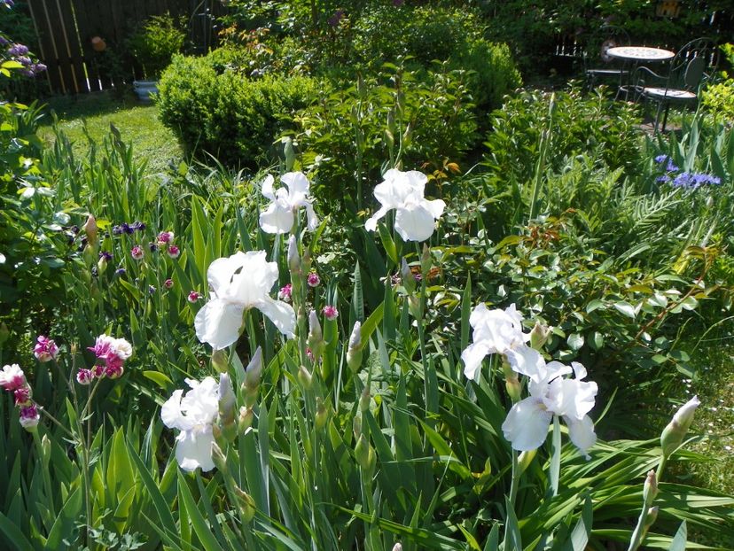 03 MAI (106) - Irisi 2018