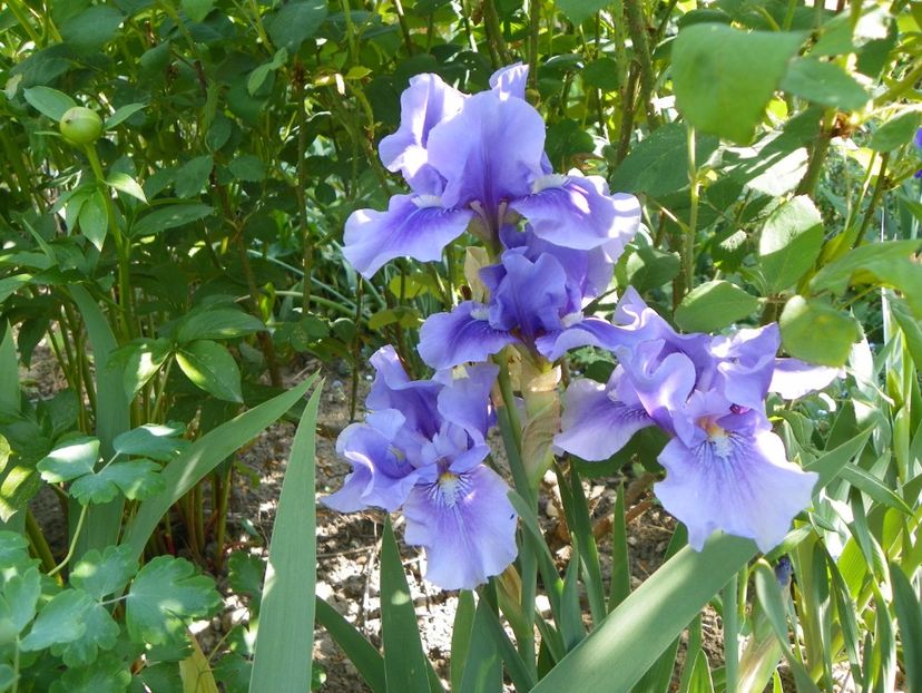 03 MAI (116) - Irisi 2018