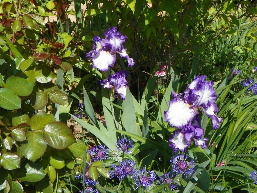 03 MAI (132) - Irisi 2018