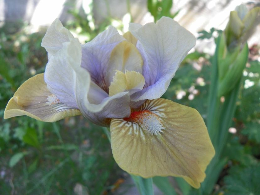 03 MAI (142) - Irisi 2018