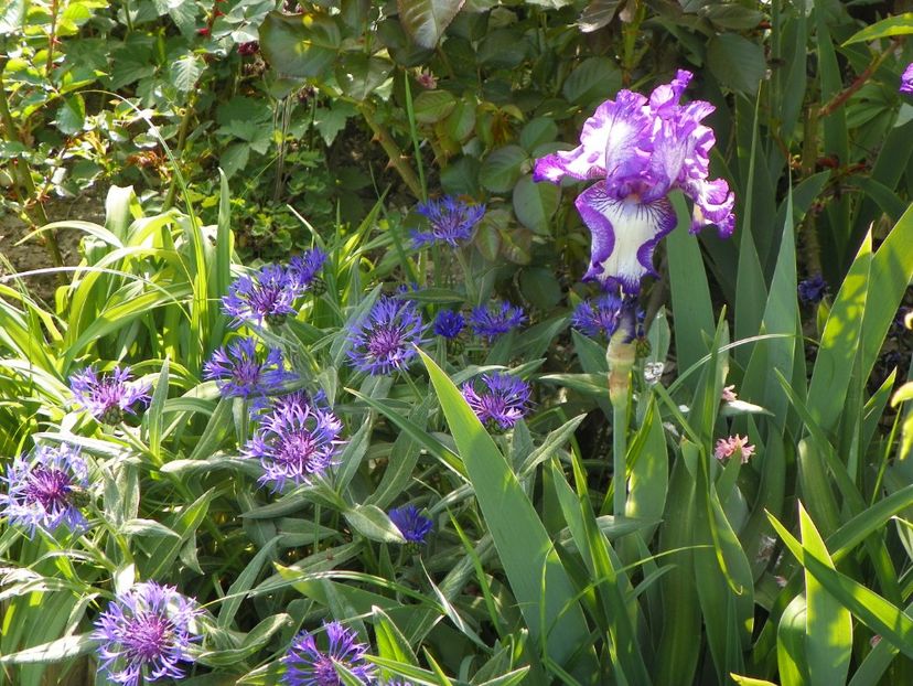 03 MAI (35) - Primavara 2018