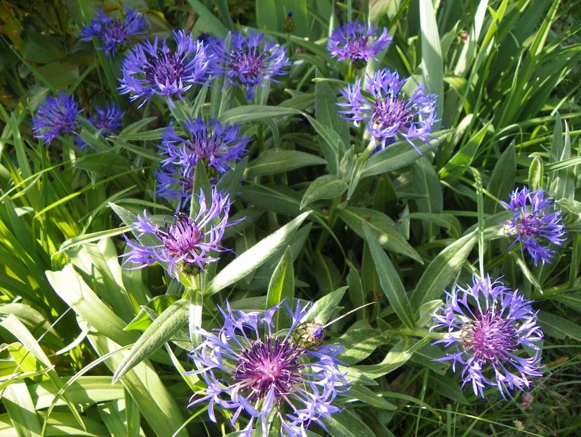 03 MAI (40) - Primavara 2018