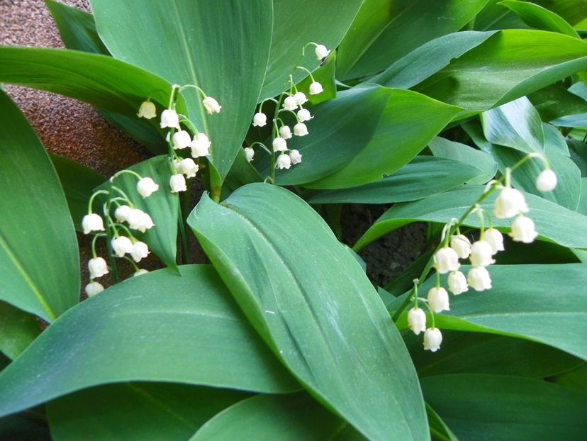 03 MAI (52) - Primavara 2018