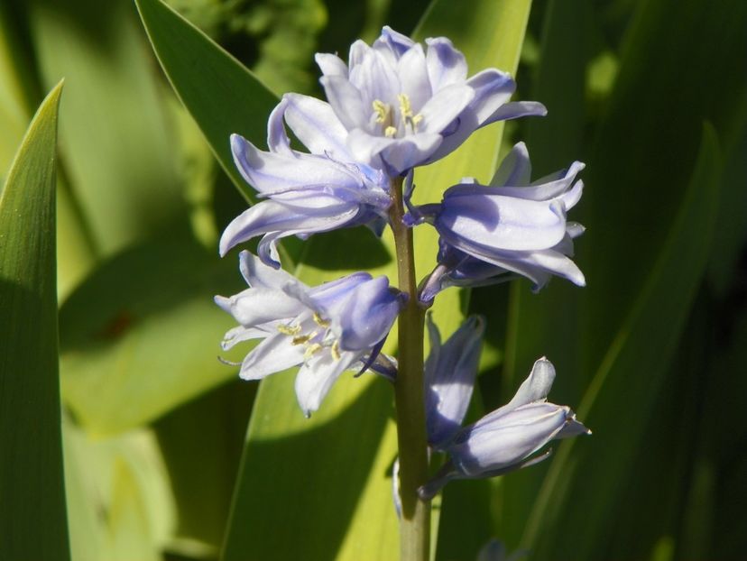 03 MAI (147) - Primavara 2018