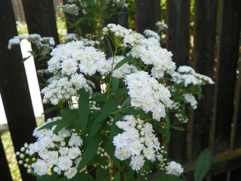 spiraea cantoniensis Lanceata - Copacei si arbusti 2018