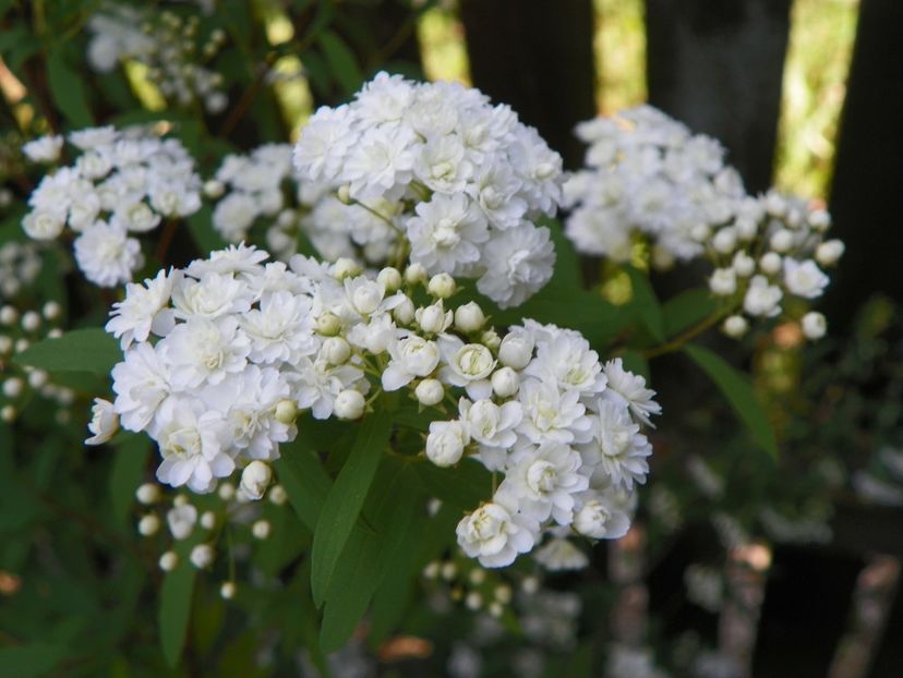 spiraea cantoniensis Lanceata - Copacei si arbusti 2018