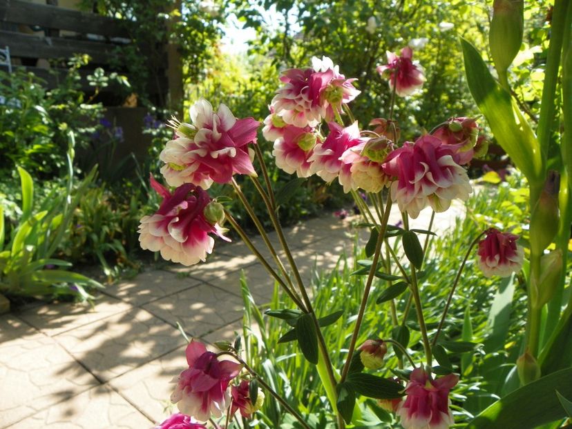 5 mai (6) - Aquilegia 2018