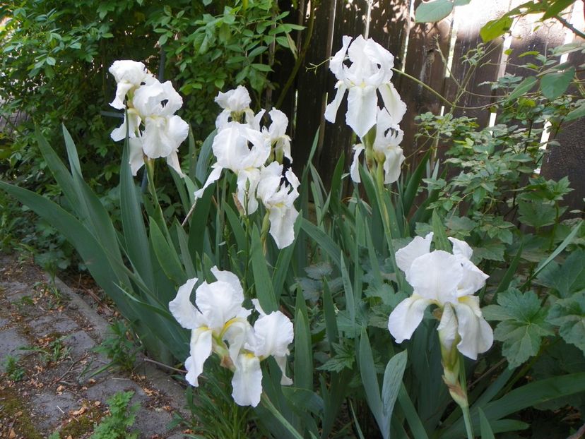 5 mai (3) - Irisi 2018