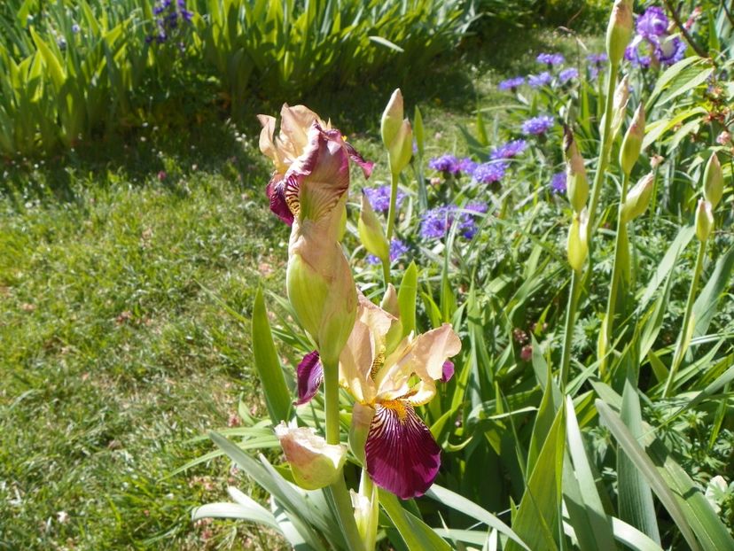 5 mai (10) - Irisi 2018