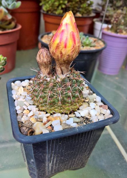 Notocactus schlosseri-12lei - Cactusi de vanzare