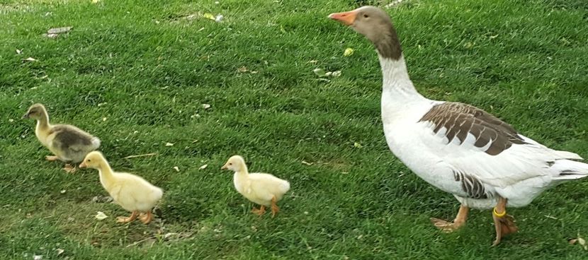 A doua serie - b-Boboci de Gâscă 2018