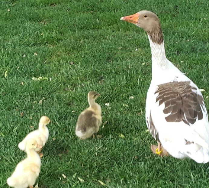 Cei mai mulți - b-Boboci de Gâscă 2018