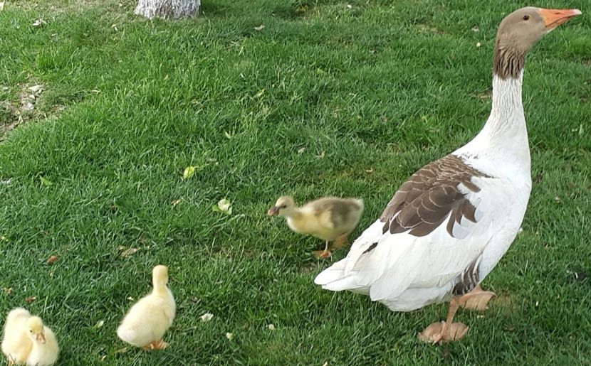 3 boboci - b-Boboci de Gâscă 2018