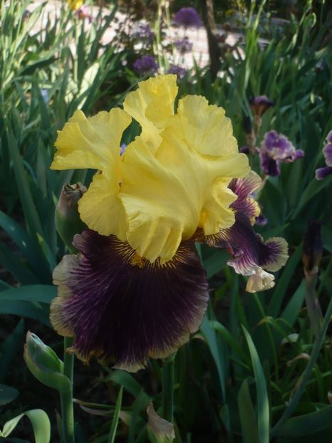 P1360832 - GRADINA 2018