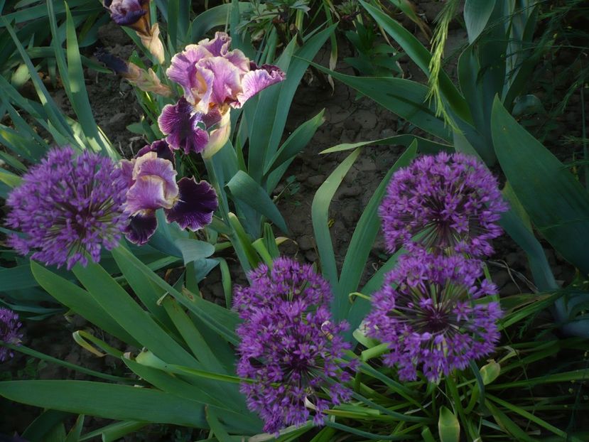 P1360838 - GRADINA 2018