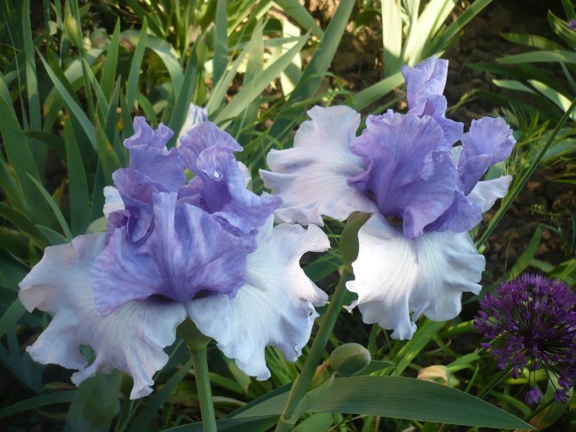 P1360839 - GRADINA 2018