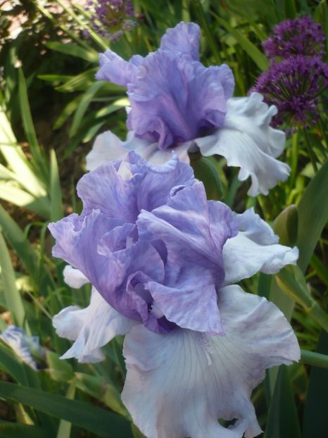 P1360840 - GRADINA 2018