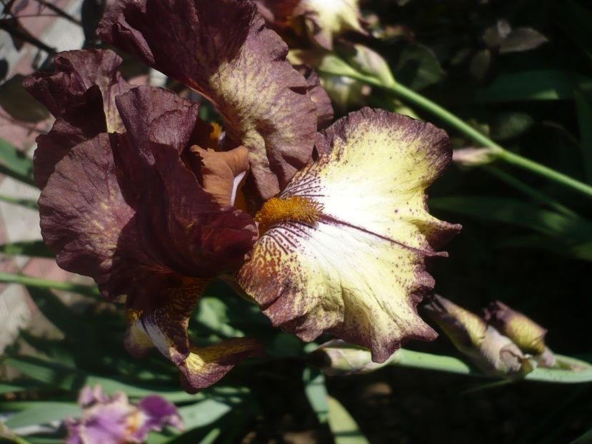 P1360841 - GRADINA 2018