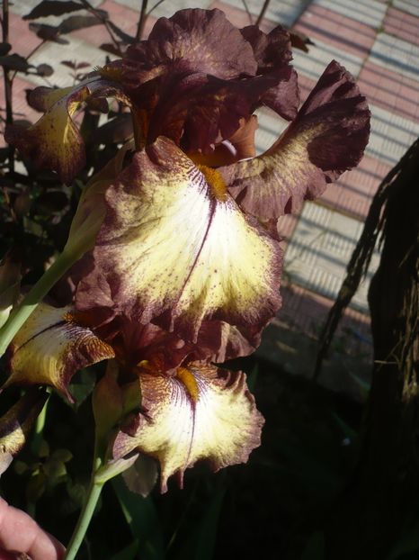 P1360842 - GRADINA 2018