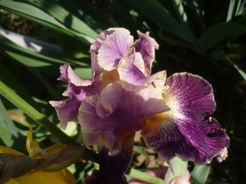 P1360843 - GRADINA 2018