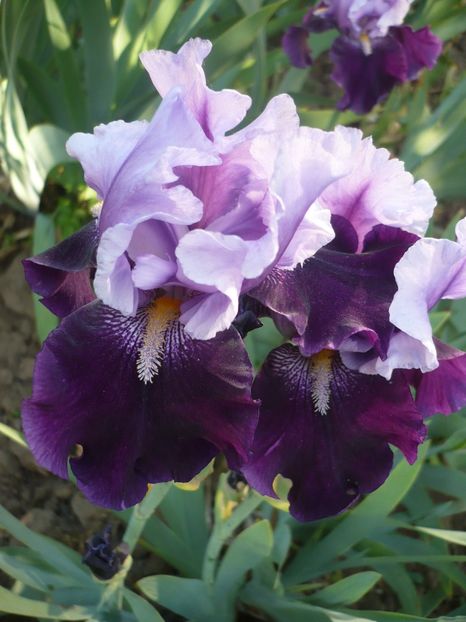 P1360845 - GRADINA 2018