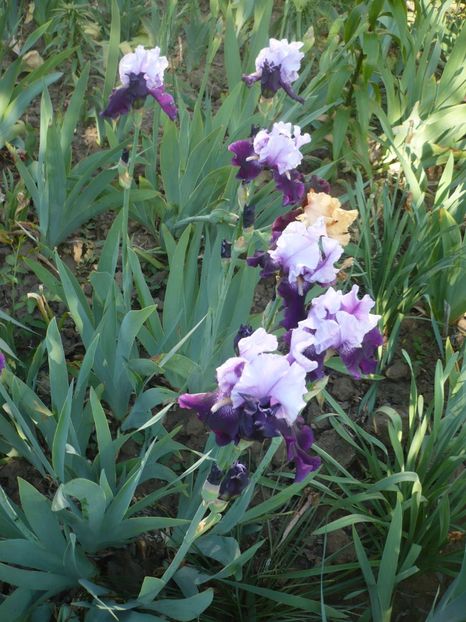 P1360846 - GRADINA 2018