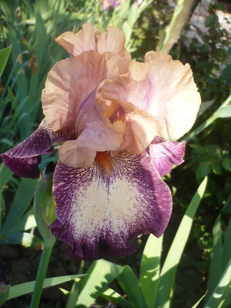 P1360847 - GRADINA 2018