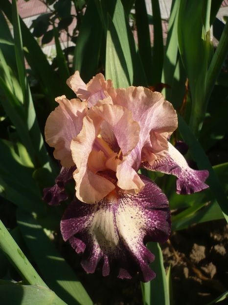 P1360848 - GRADINA 2018