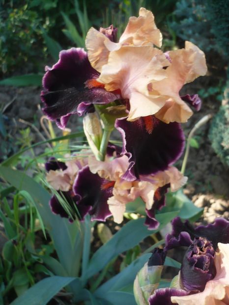 P1360850 - GRADINA 2018