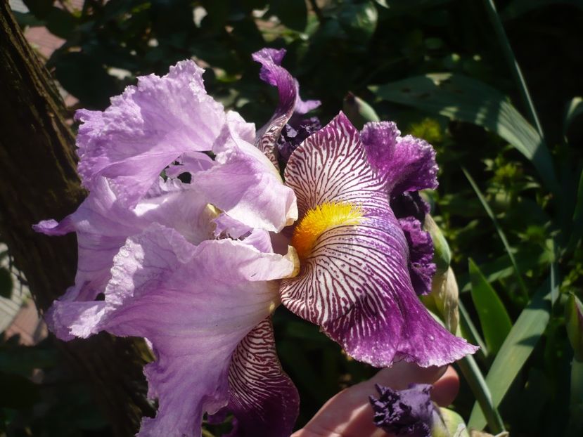 P1360852 - GRADINA 2018