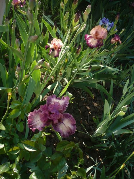 P1360853 - GRADINA 2018