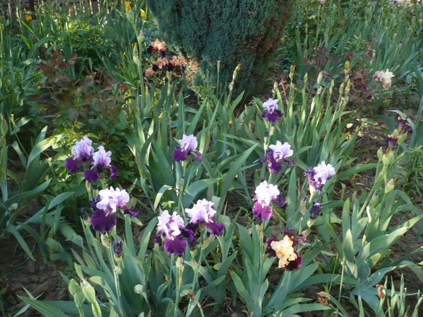 P1360854 - GRADINA 2018