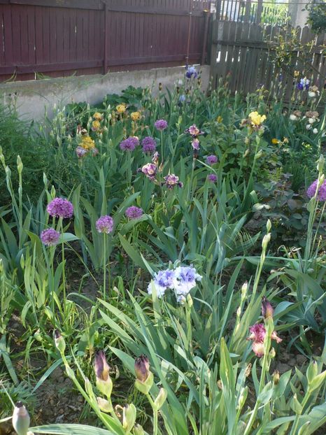 P1360855 - GRADINA 2018