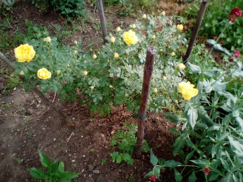 07 05 2018 - Persian Yellow