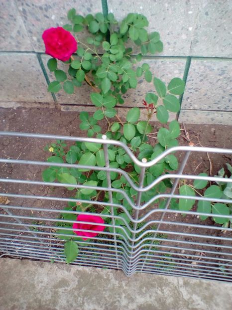 07 05 2018 - Munstead Wood