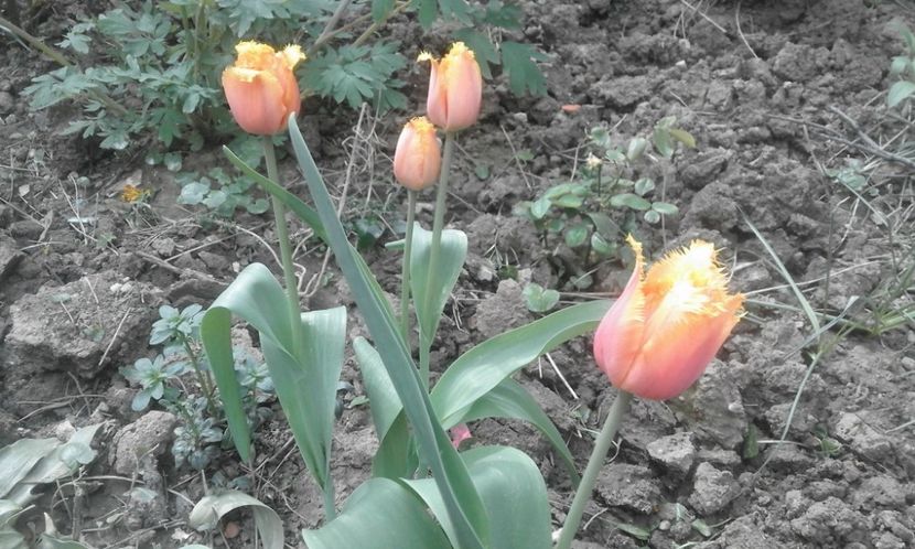 30762753_772242342975406_3646573611084414976_o - primavara2018