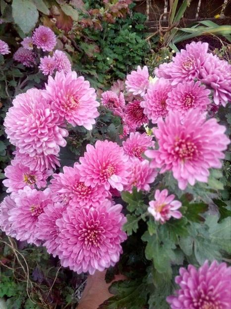 Crizanteme - Achizitii FLORI 2018