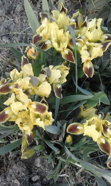 d2fcb548-9509-4f94-ad59-5c45d43d0d5 - Achizitii FLORI 2018