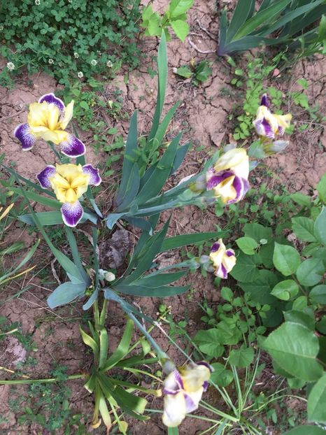 f4d464b7-506a-4dee-9c85-e990f1c87687 - FLORILE MELE 2018